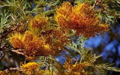 10 Best Australian Natives to Grow in Your Garden in Bundaberg